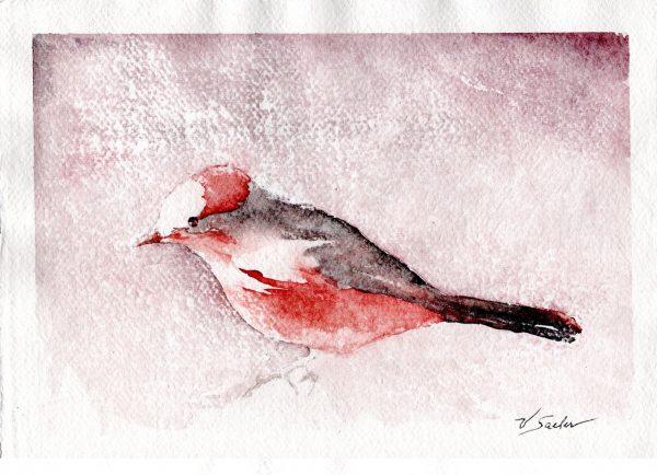 Watercolor - Vermillion Flycatcher