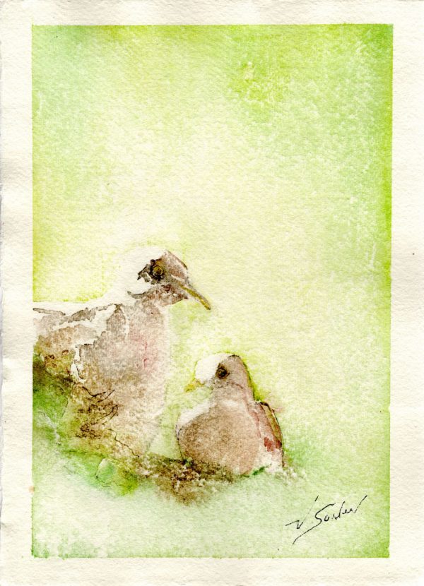 Watercolor - Dove Next in Saguaro